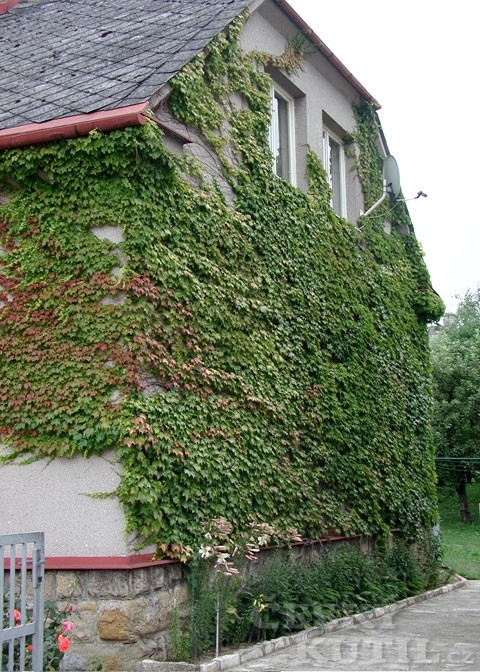 Zelené fasády