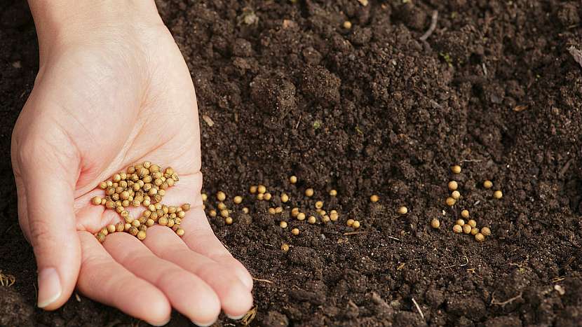 Koriandr setý (Coriandrum sativa): vysejte semínka do hloubky 1-3 cm
