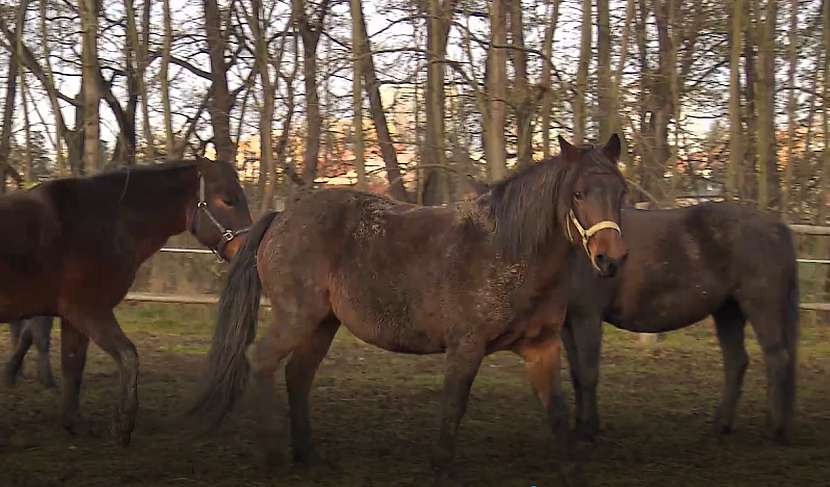 Koně ve výběhu