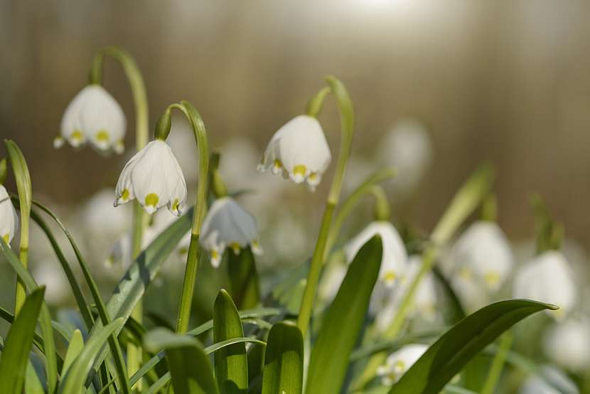 Bledule jarní (Leucojum vernum)