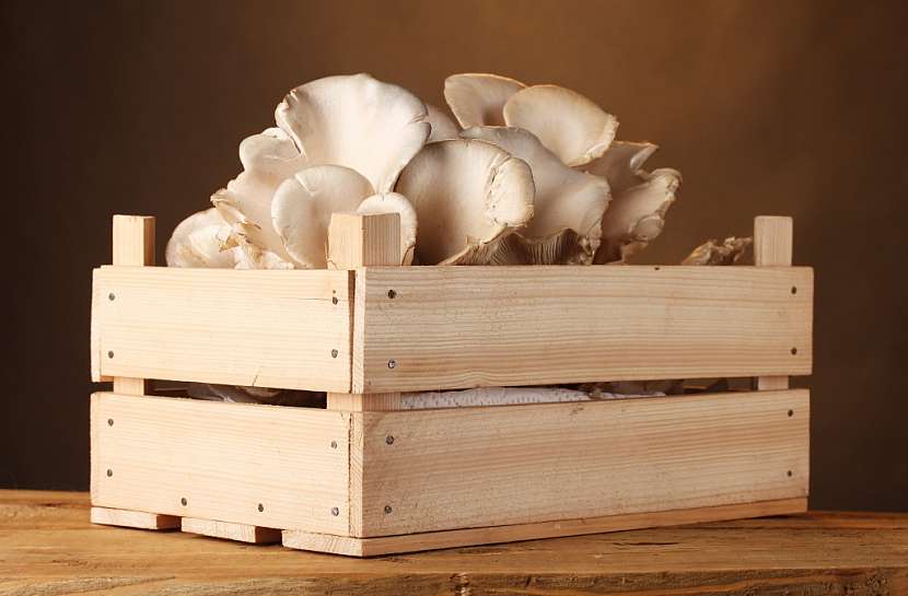 Z 5kg pytle sadby lze sklidit až 6 kg plodnic