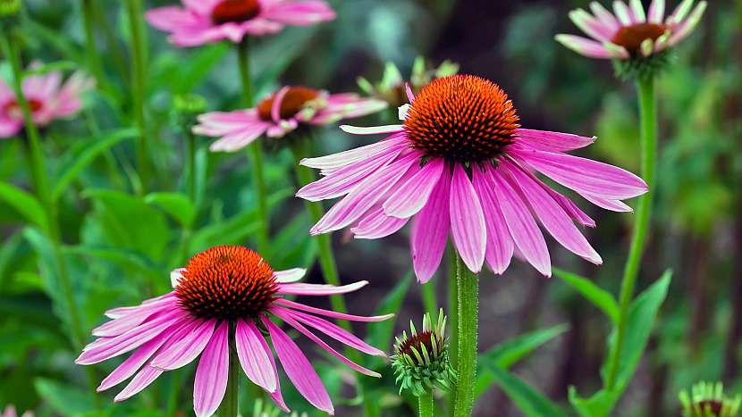 Echinacea angustifolia neboli třapatka úzkolistá