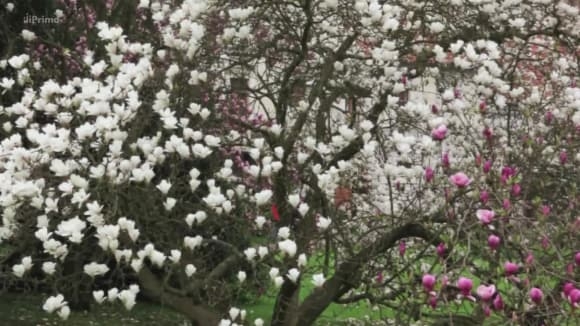 Pěstování magnolií