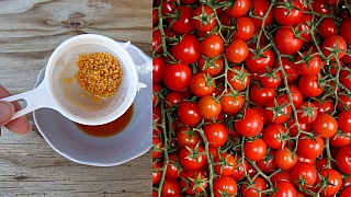 Semínka rajčat z vlastní zahrady: Jak připravit osivo na příští sezonu