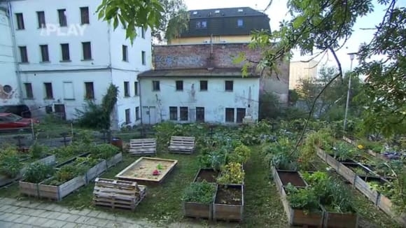 Komunitní zahrada