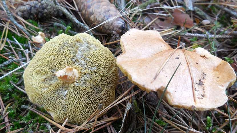Klouzek kravský (Suillus bovinus)