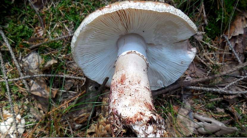 Muchomůrka růžovka (Amanita rubescens)