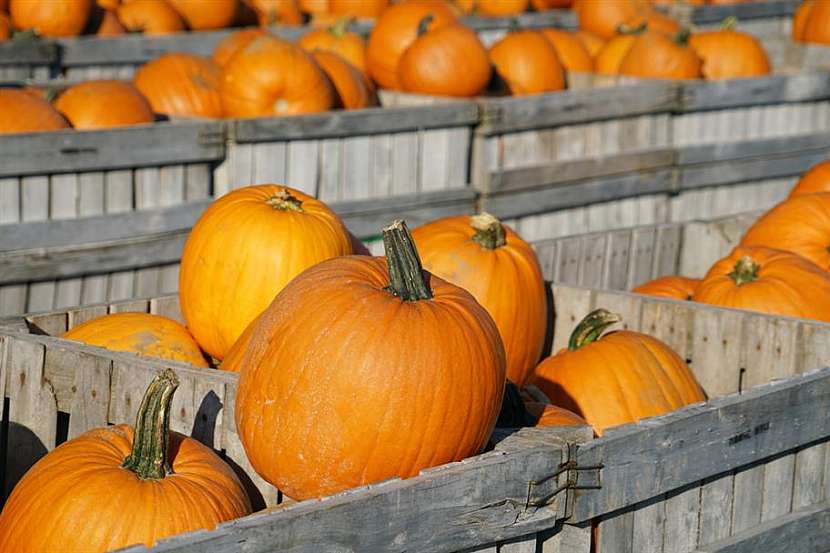 Hallowen ožívá na mnoha místech 3