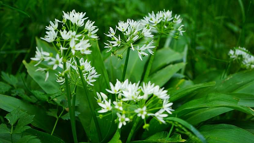 Česnek medvědí (Allium ursinum) kvete drobnými bílými kvítky
