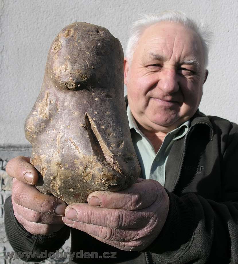 Největší brambora