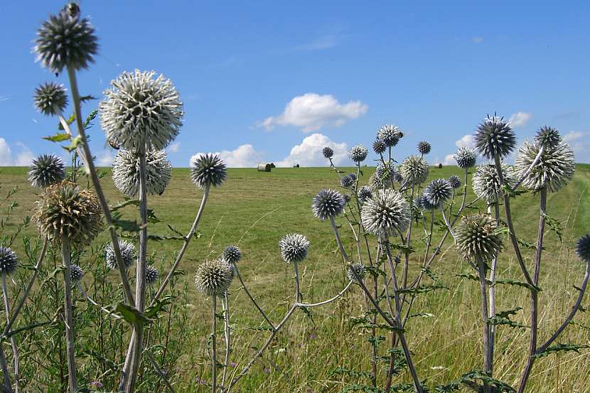 Bělotrn kulatohlavý (Echinops sphaerocephalus)