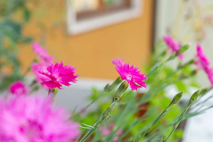 Hvozdík péřitý (Dianthus plumarius)