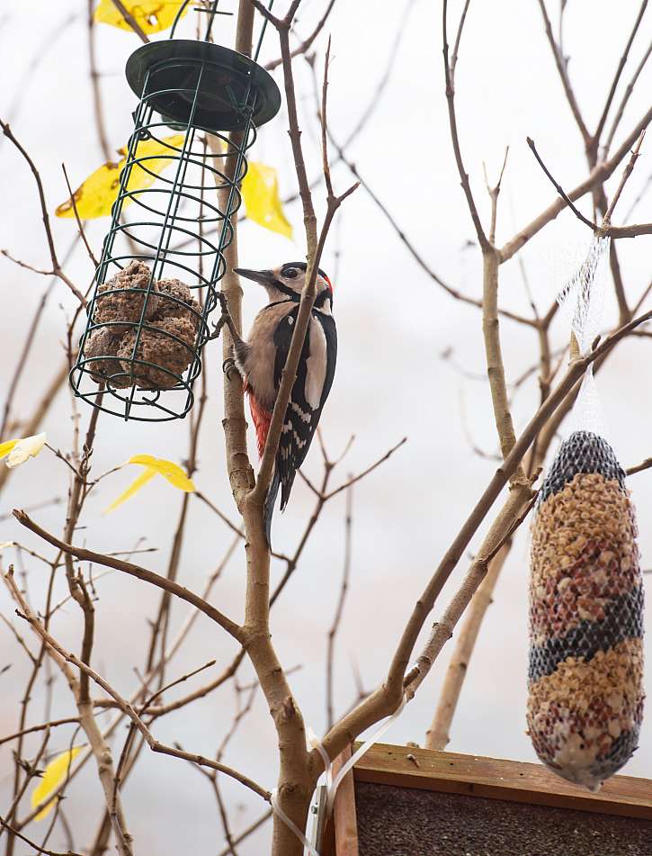 I obyčejná krmítka pro ptáky mohou plnit funkci dekorace na zahradě