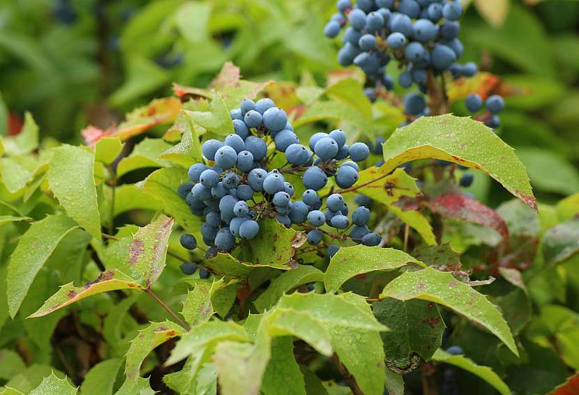 Mahónie cesmínolistá (Mahonia aquifolium)