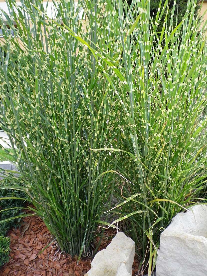 Miscanthus zebrinus -okrasná tráva