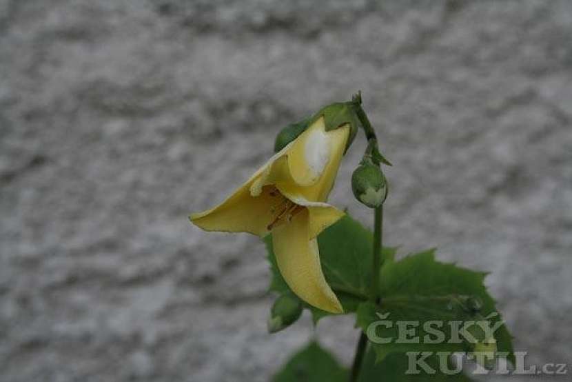 Kirengešoma korejská
