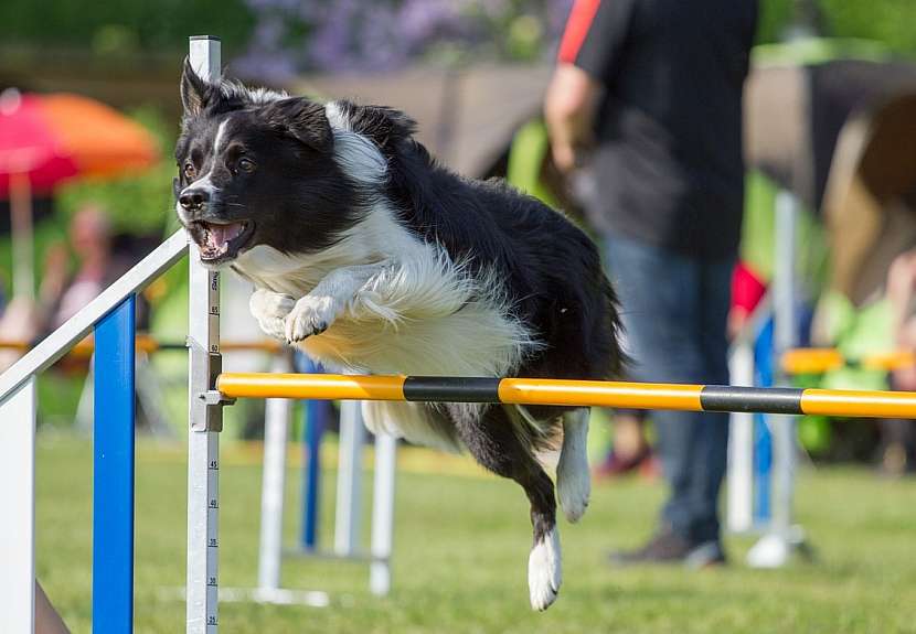 Báječný sport pro voříšky i psí šampiony 3