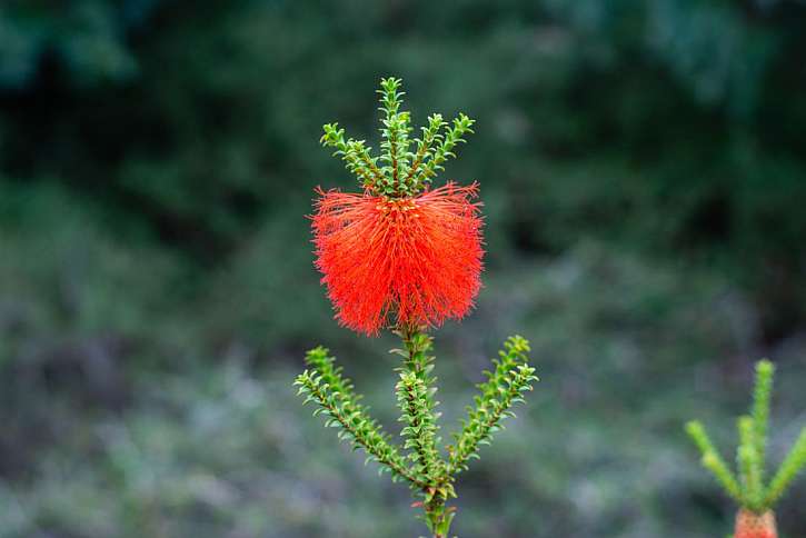 Cranbourne – Royal Botanic Garden aneb Když rozkvete australská pustina