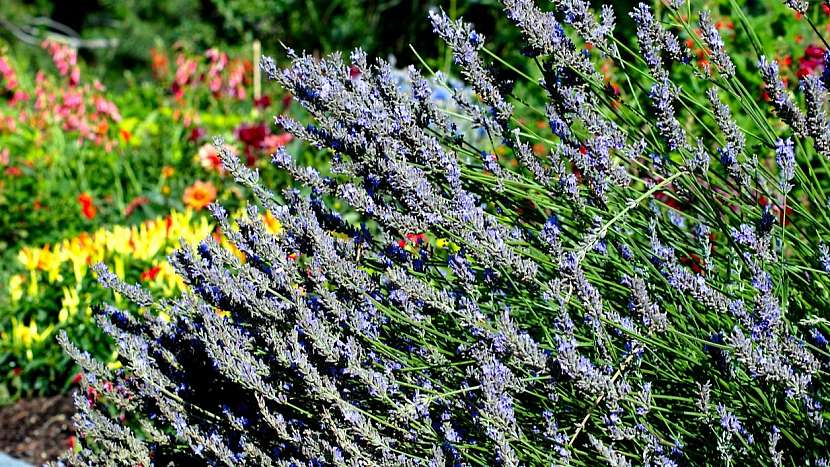 Levandule lékařská (Lavandula angustifolia): rostliny na záhoně je potřeba pravidelně sestřihávat