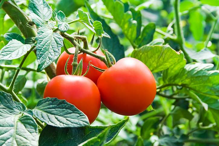 Vypěstovat rajčata bez hnědých skvrn není žádná věda (Zdroj: Depositphotos (https://cz.depositphotos.com)) 