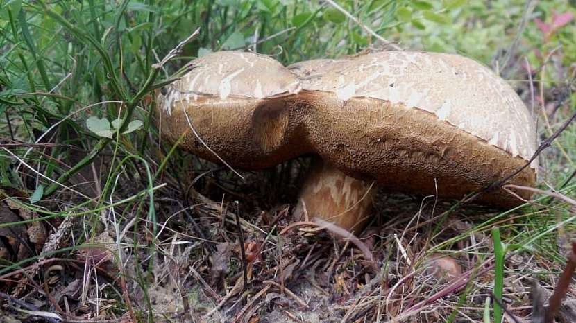 suchohřib žlutomasý (Xerocomus chrysenteron)