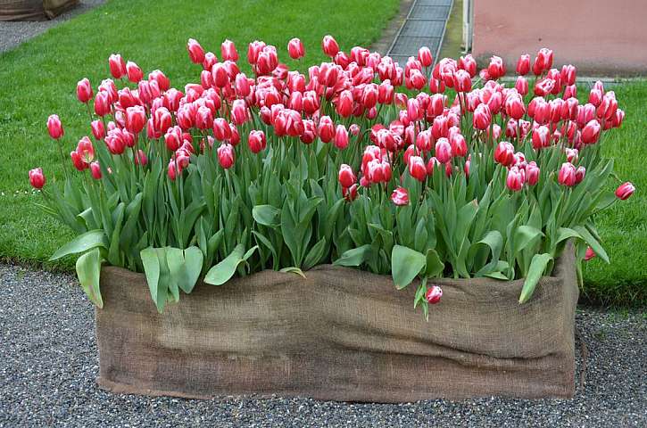 Myslete už teď na jaro. Zasaďte tulipány!