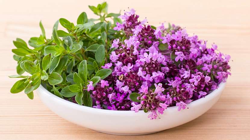 Mateřídouška obecná (Thymus serpyllum) má příjemnou vůni a mírně nahořklou chuť