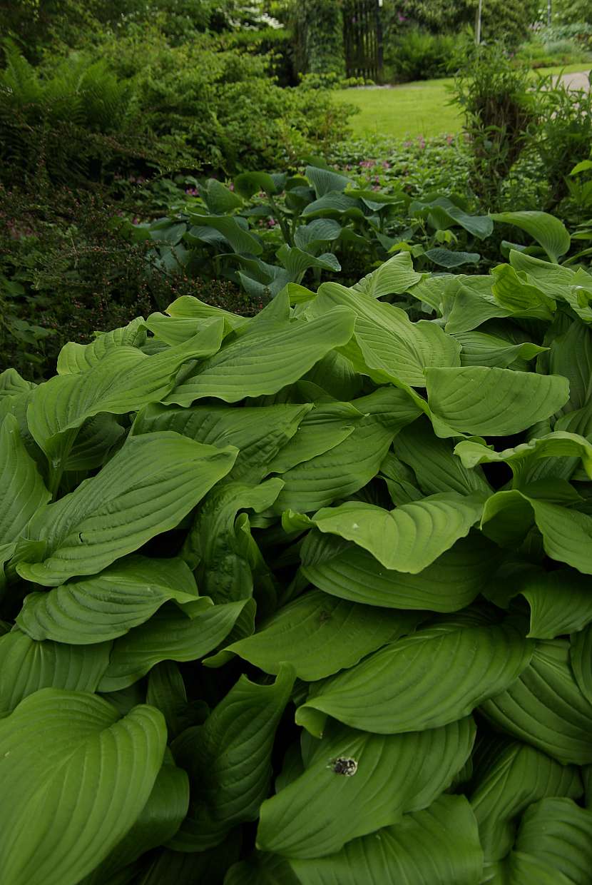 2 hosta Mr. Big se pišní opravdu velkými jasně zelenými listy