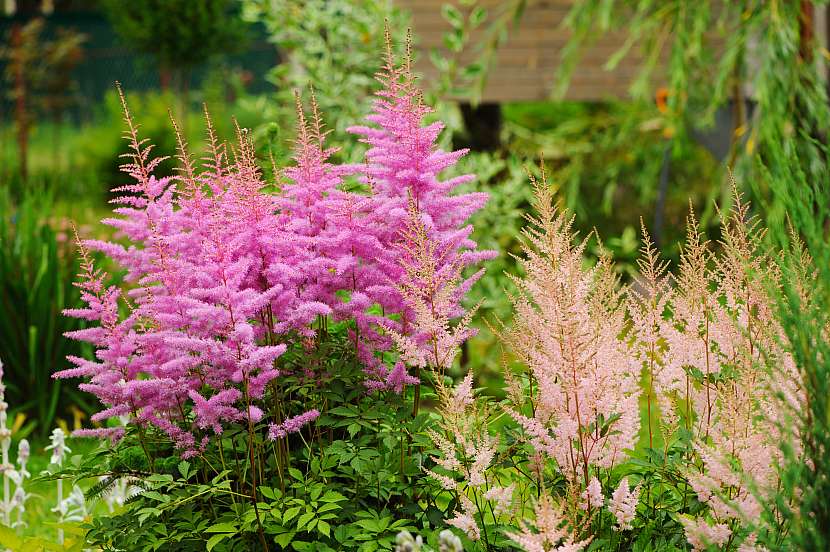 čechrava - Astilbe
