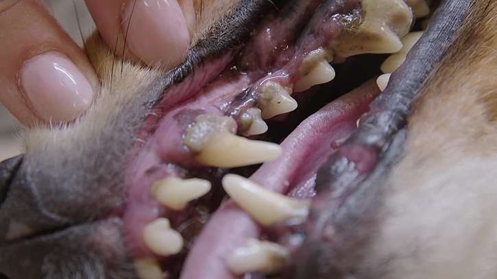 Odstranění zubního kamene psů.