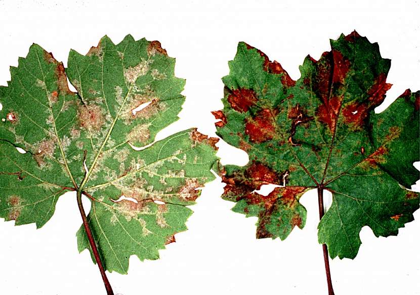 Padlí a peronospora