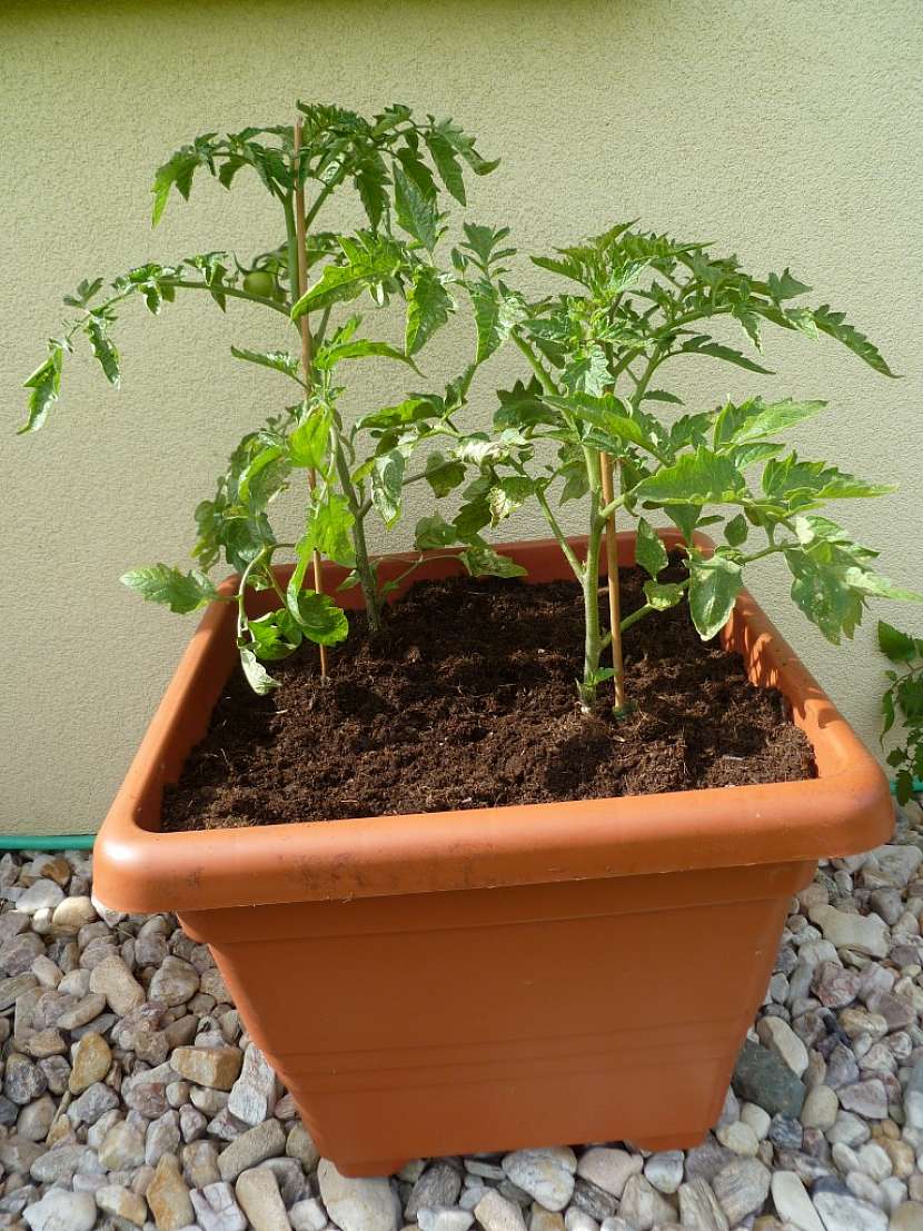 1.krok – výsadba jako základ