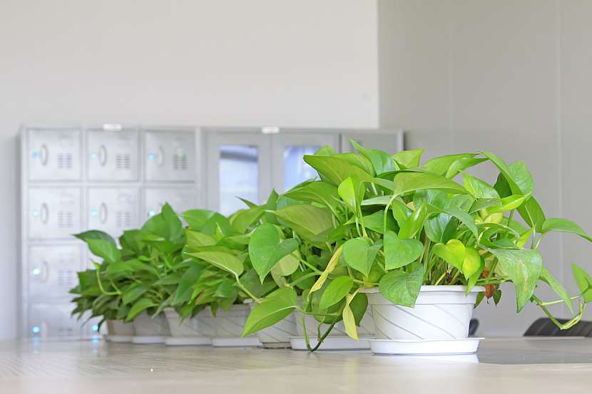 Potos (Scindapsus)
