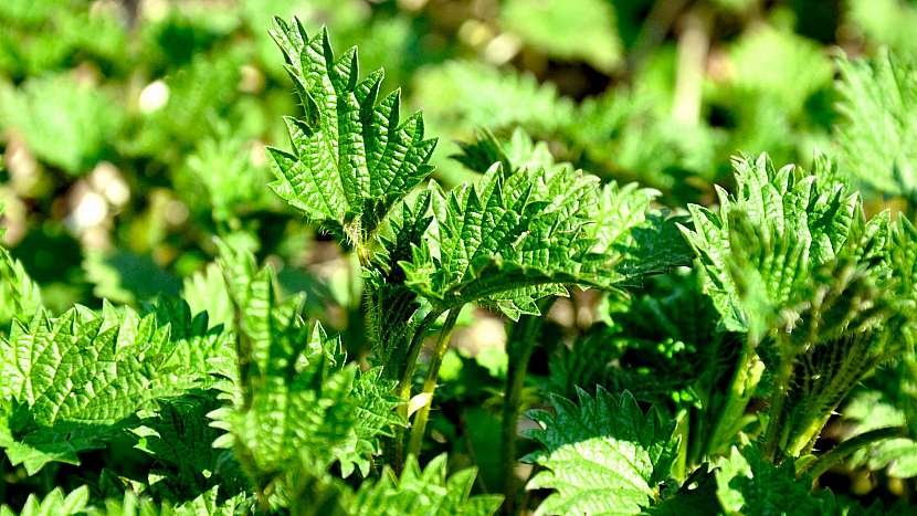 Kopřiva dvoudomá (Urtica dioica) má pověst úporného plevele