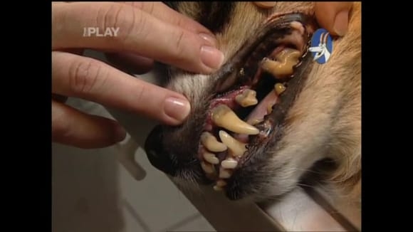 Čištění zubů u psů