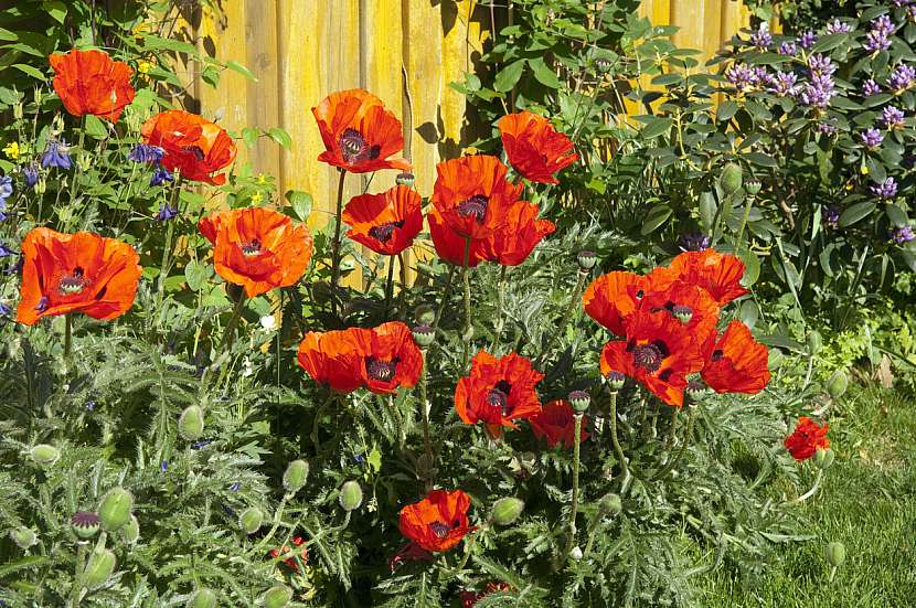 Mák východní (Papaver orientale)