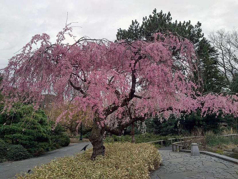 Menší strom, pocházející z Japonska, který se větví nízko nad zemí