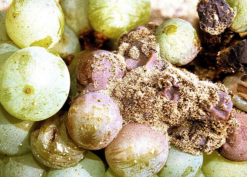 Botrytida