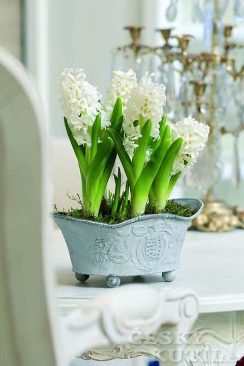 Pozvěte si do bytu jaro aneb Jarní hyacinty