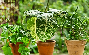 Jak bojovat s chorobami pokojových rostlin?