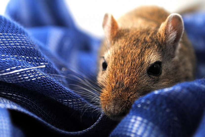 Pískomil mongolský (Meriones unguiculatus)