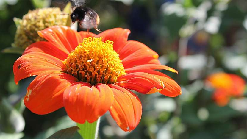Přilákejte včelky na hostinu: Titonie (Tithonia)