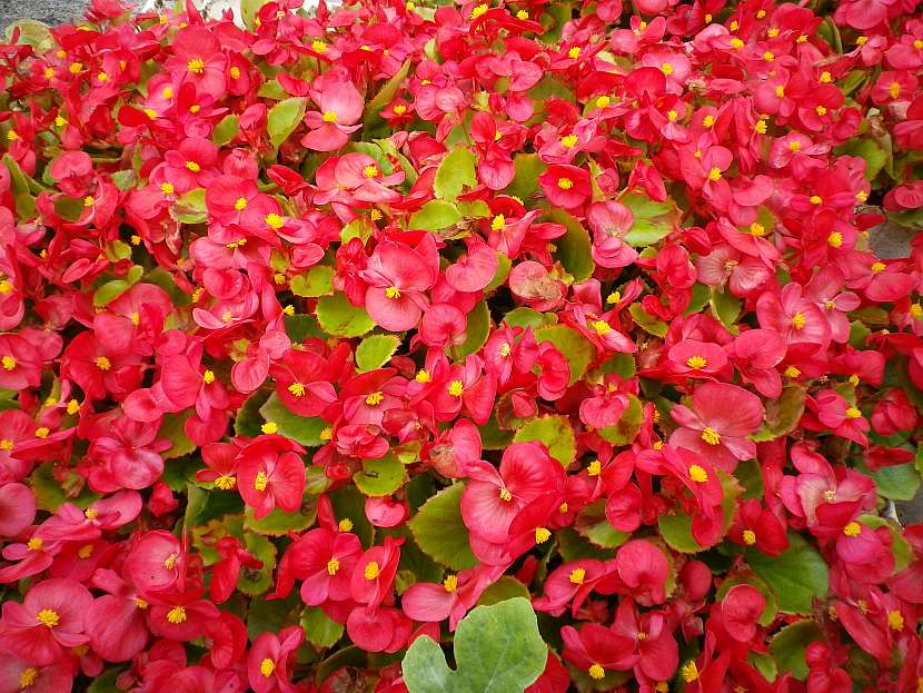 Begonia spfl. Skalka F1