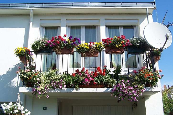 Květiny vybírejte podle toho, na kterou světovou stranu je balkon orientovaný.