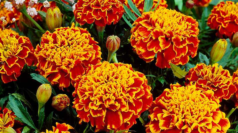 Aksamitník rozkladitý (Tagetes patula) Honeycomb