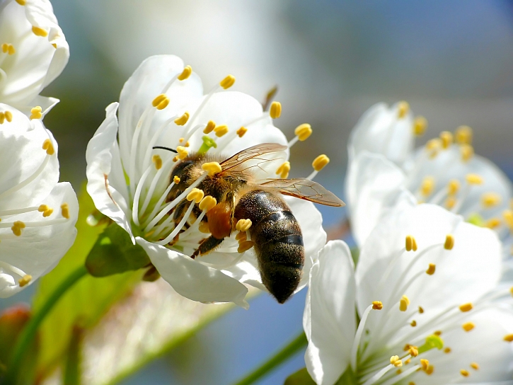 Letošní začátek včelařské sezony zabrzdily výkyvy teplot a včelaři netrpělivě čekají, až rozkvetou první ovocné stromy (Zdroj: Depositphotos)