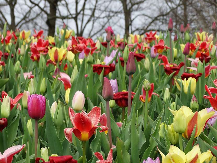 Záplava tulipánů