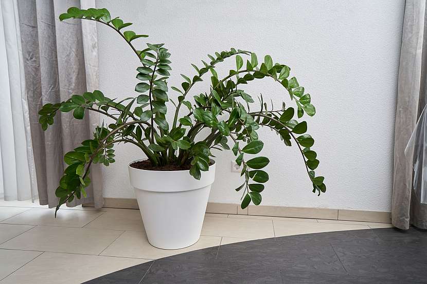 Zamioculcas