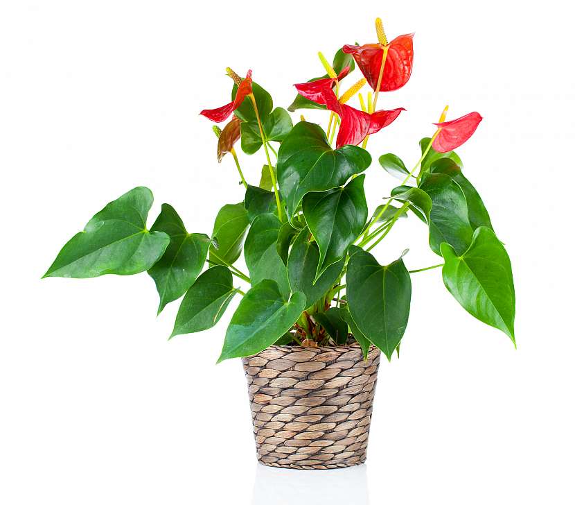 Anthurium