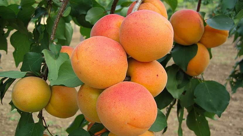 Meruňka obecná (Prunus armeniaca): odrůda Velkopavlovická je jedna z nejkvalitnějších
